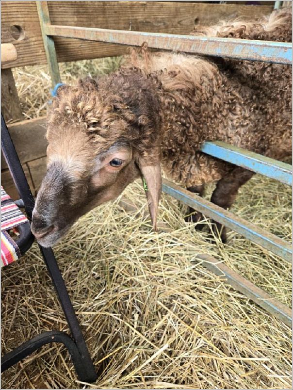 Xeb, Best Natural Colored Long-wool Fleece at Maryland Sheep and Wool Festival. Photo: Letty Klein.